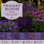 Twilight Bloom Trio - TN Nursery