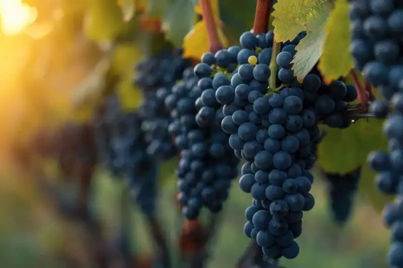 Bunches of deep purple grapes hang from vines, their glossy skins catching the warm sunlight.
