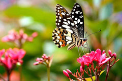 Pollinator plants with colorful blooms attracting bees, butterflies, and hummingbirds to the garden for natural pollination – from TN Nursery.