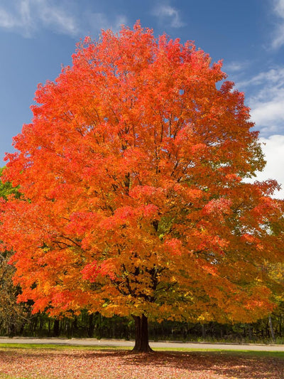 Fall Foliage Trees