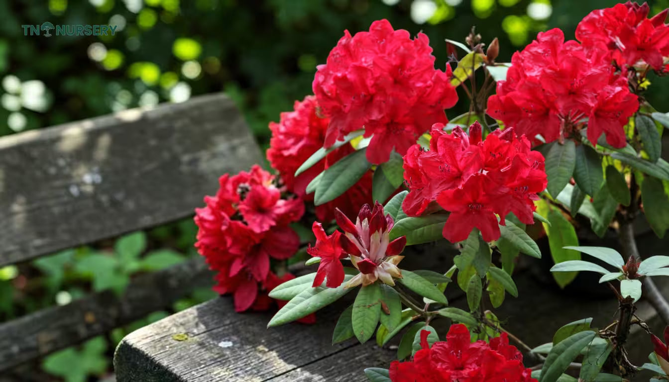 Red flowers on a wooden bench with a blurred green background