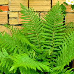 Sun Ferns