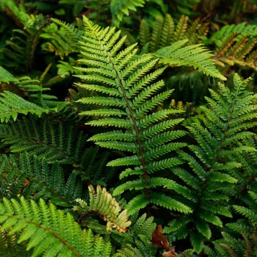 Hardy, Native Plant Collections