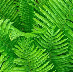 Shade Ferns