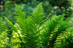 Ferns