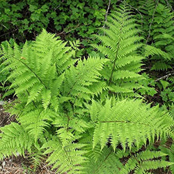 Ferns after