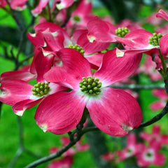 Flowering Dogwood Trees - TN Nursery