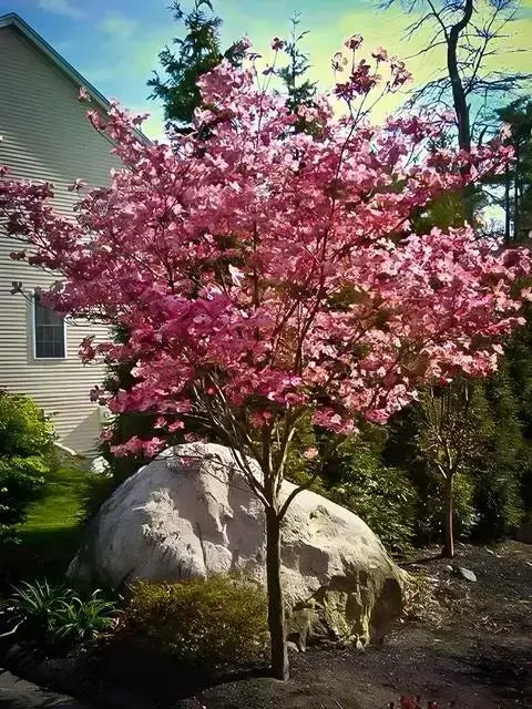 Flowering Dogwood Trees - TN Nursery