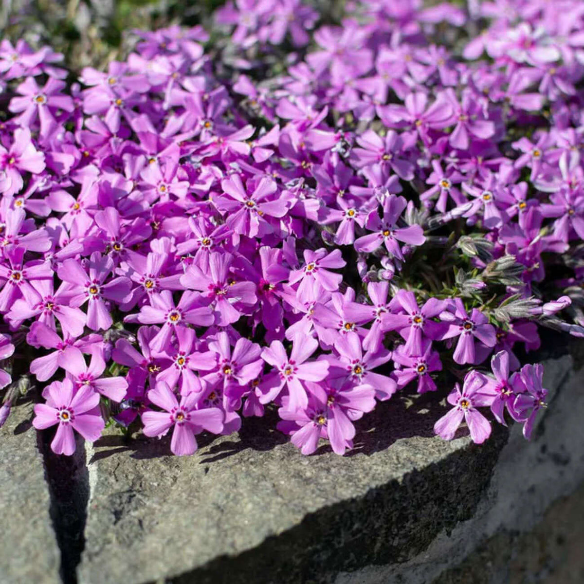 A dense cluster of vibrant purple phlox flowers with delicate petals and yellow centers, growing naturally along a weathered stone edge.