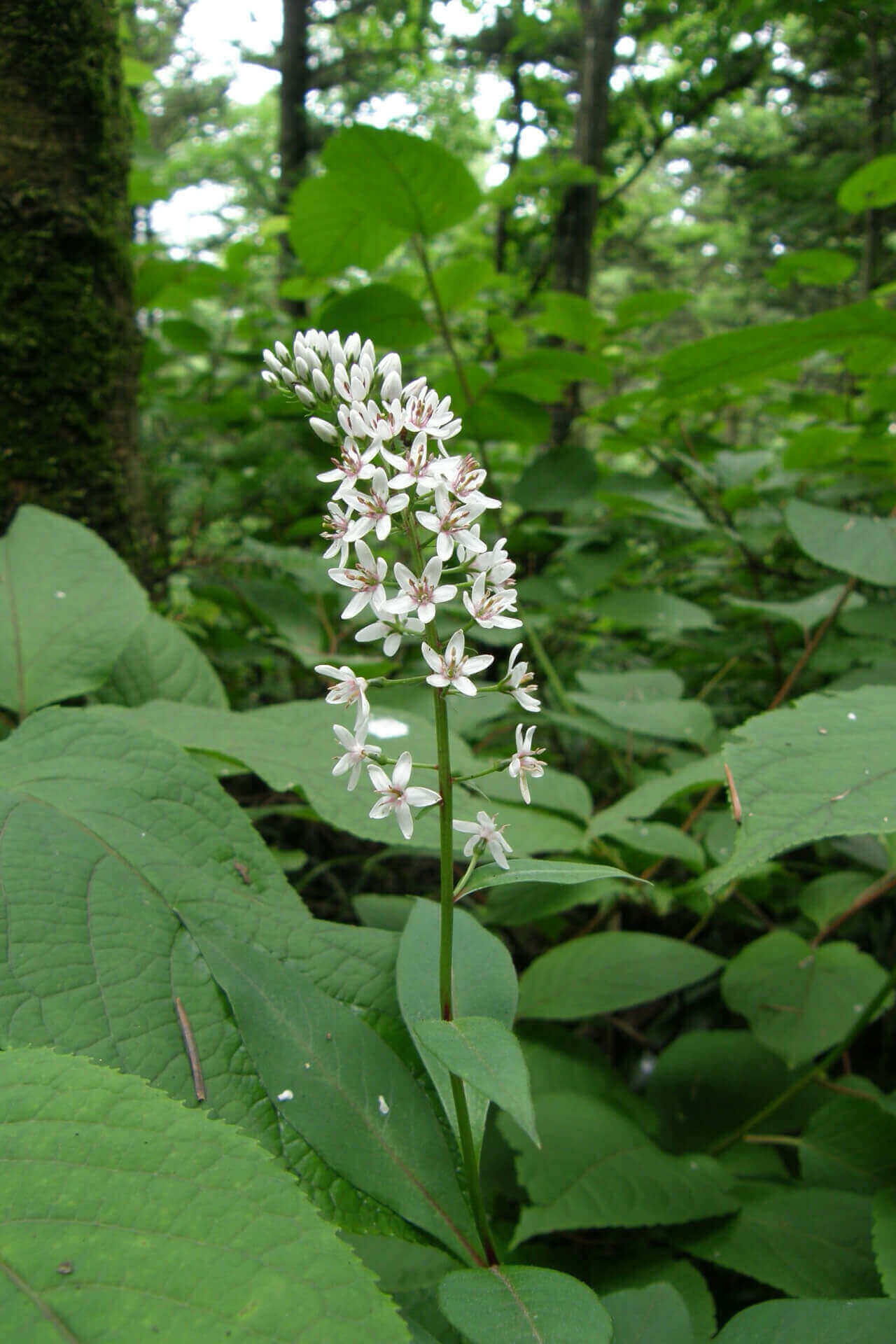 Foam flower cluster with small white blooms and pink centers in forest.