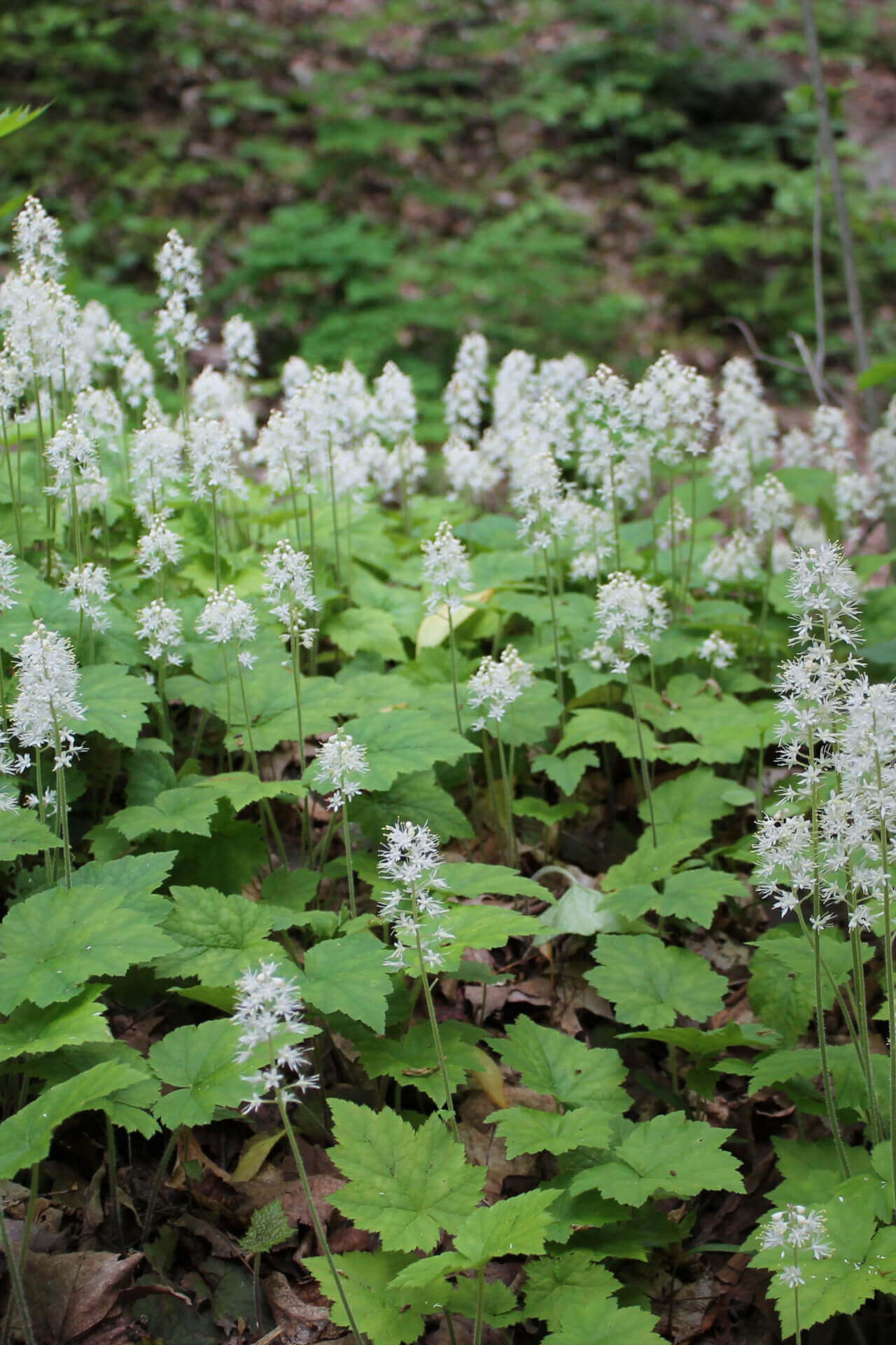 Foam Flower - TN Nursery