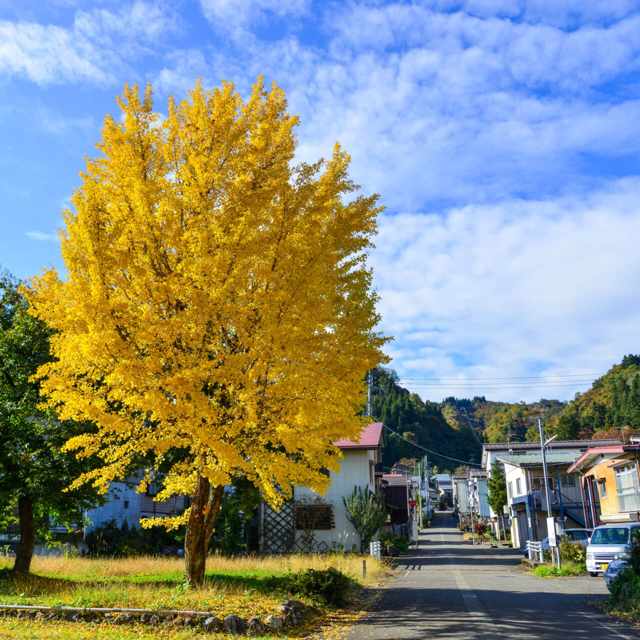 Ginkgo Biloba - TN Nursery