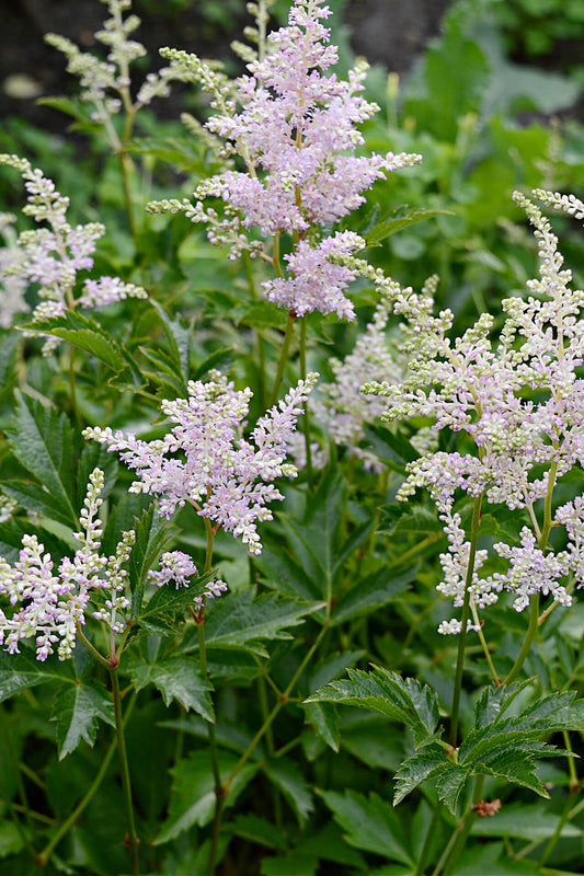 Goat's Beard Plant - TN Nursery