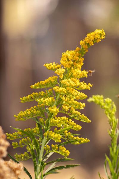 Golden Rod - TN Nursery