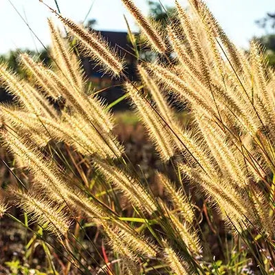 Golden, feathery grass plumes sway gently in the sunlight.