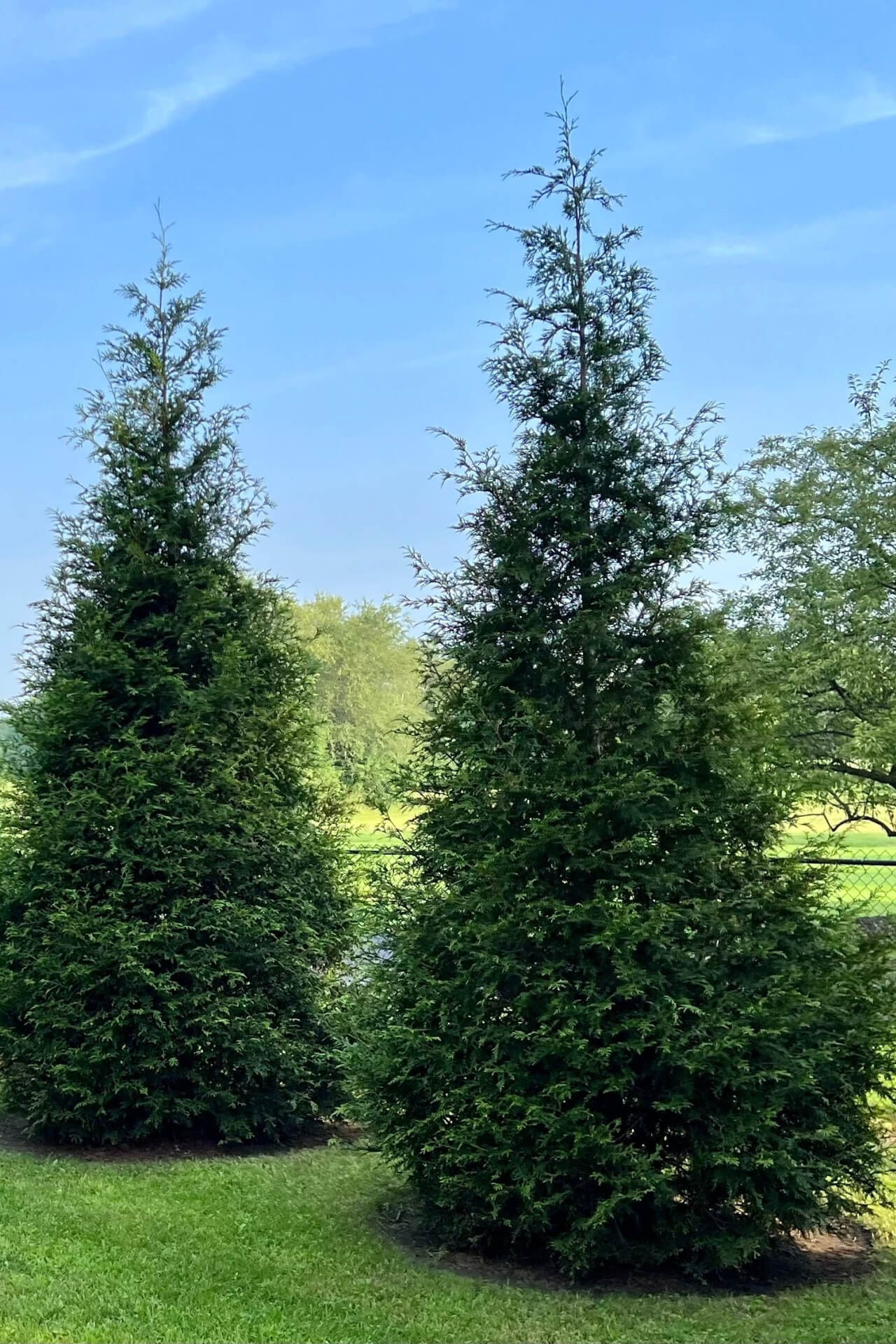 Green Giant Arborvitae 12-14" - TN Nursery