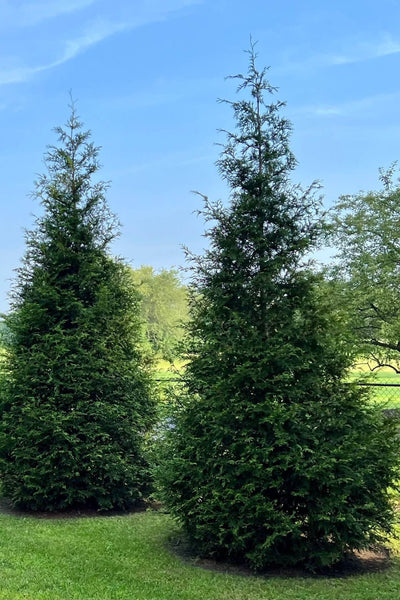 Green Giant Arborvitae 2-3' Feet