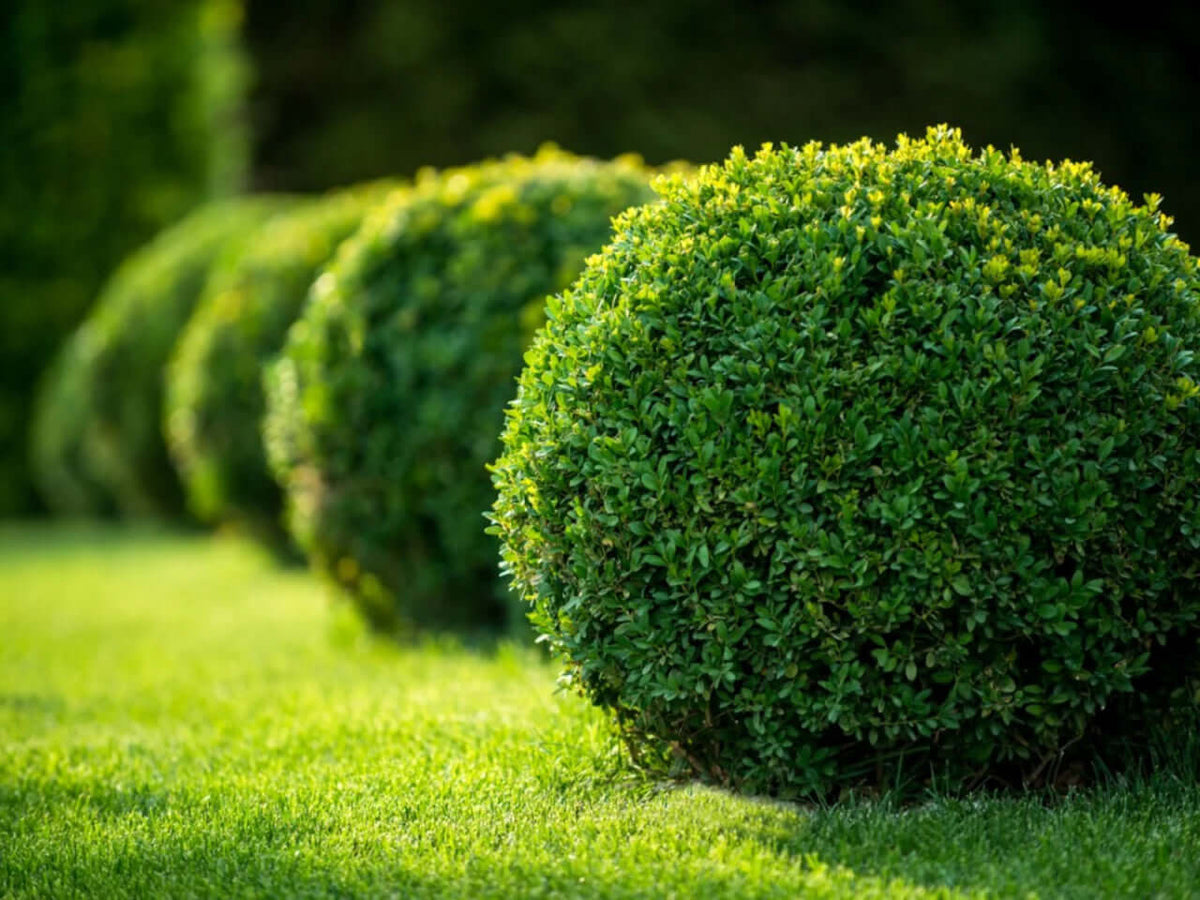 Row of spherical boxwood hedges trimmed into rounded shapes on green lawn - TN Nursery