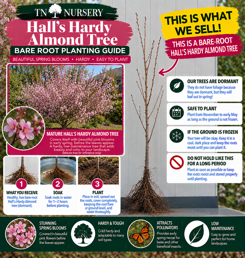 halls hardy almond tree planting guide