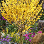 Witch Hazel Tree - TN Nursery