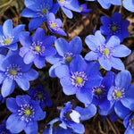 Hepatica - TN Nursery