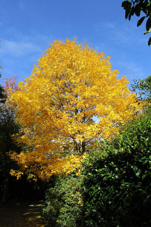 Hickory Tree - TN Nursery