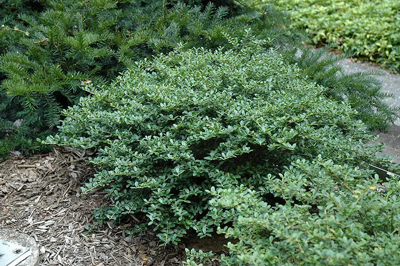 Helleri Holly 3-6''