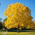 Honey Locust - TN Nursery