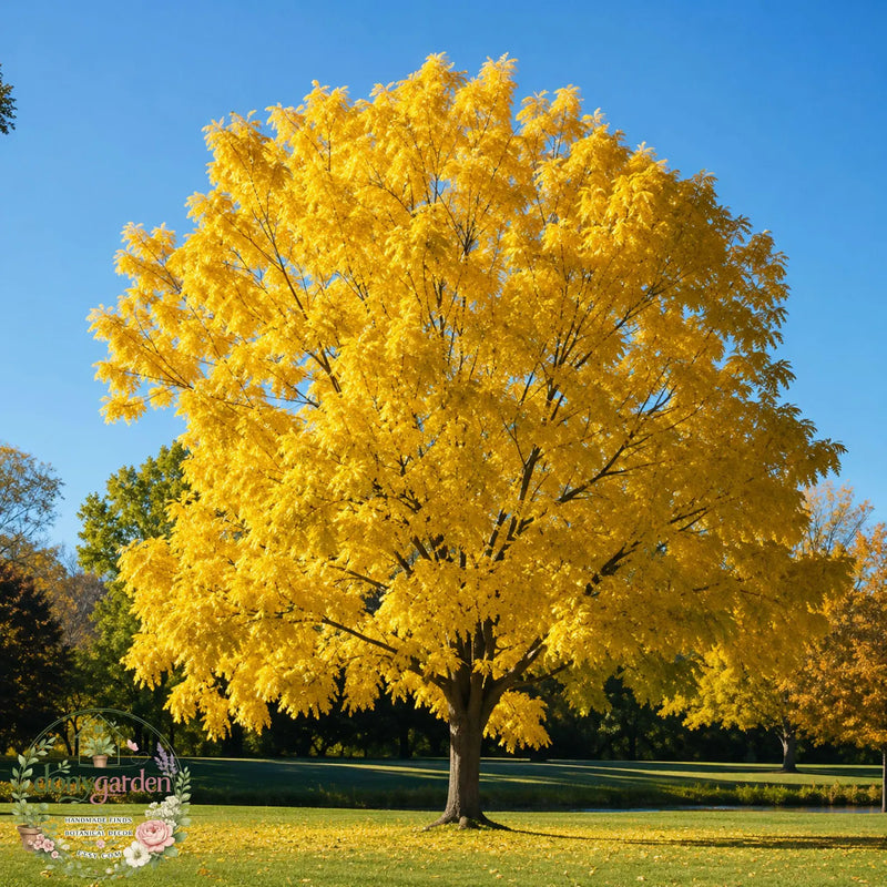 Honey Locust - TN Nursery