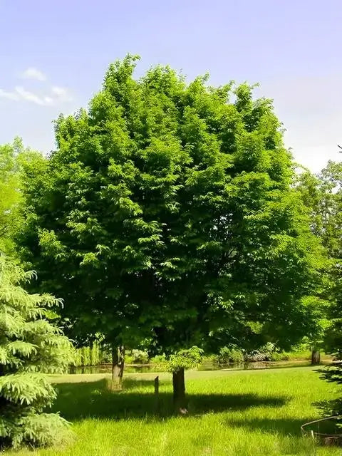 Hornbeam Tree - TN Nursery