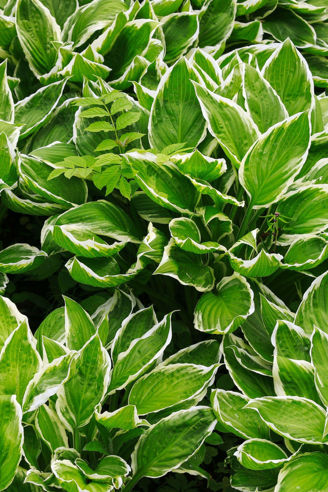 Hosta - TN Nursery