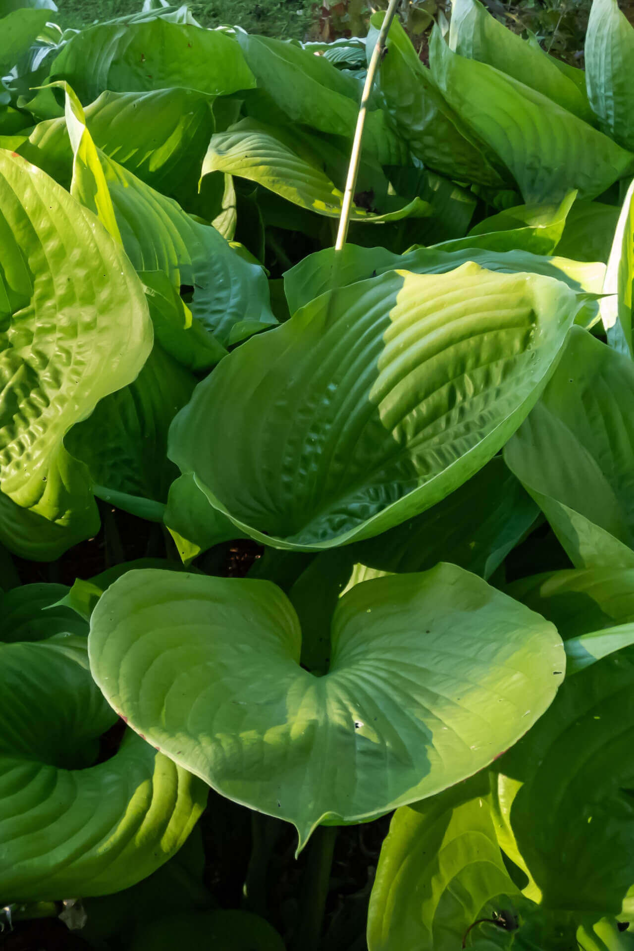 Hosta - TN Nursery