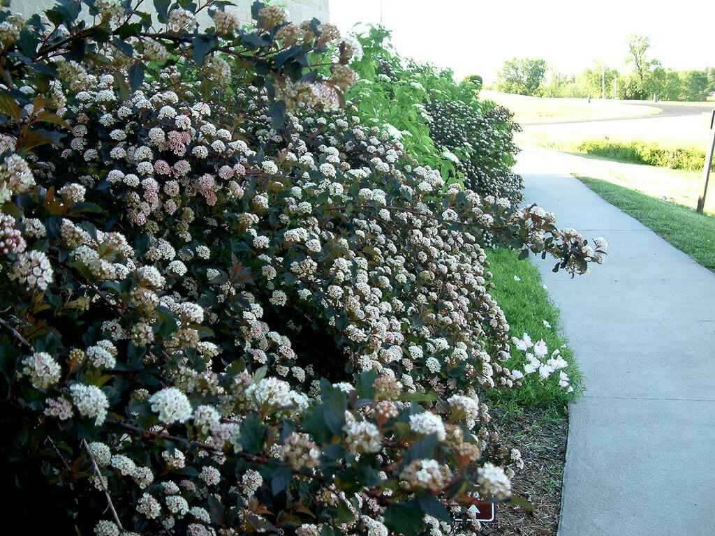 Hydrangea Arborescence Live Stakes - TN Nursery