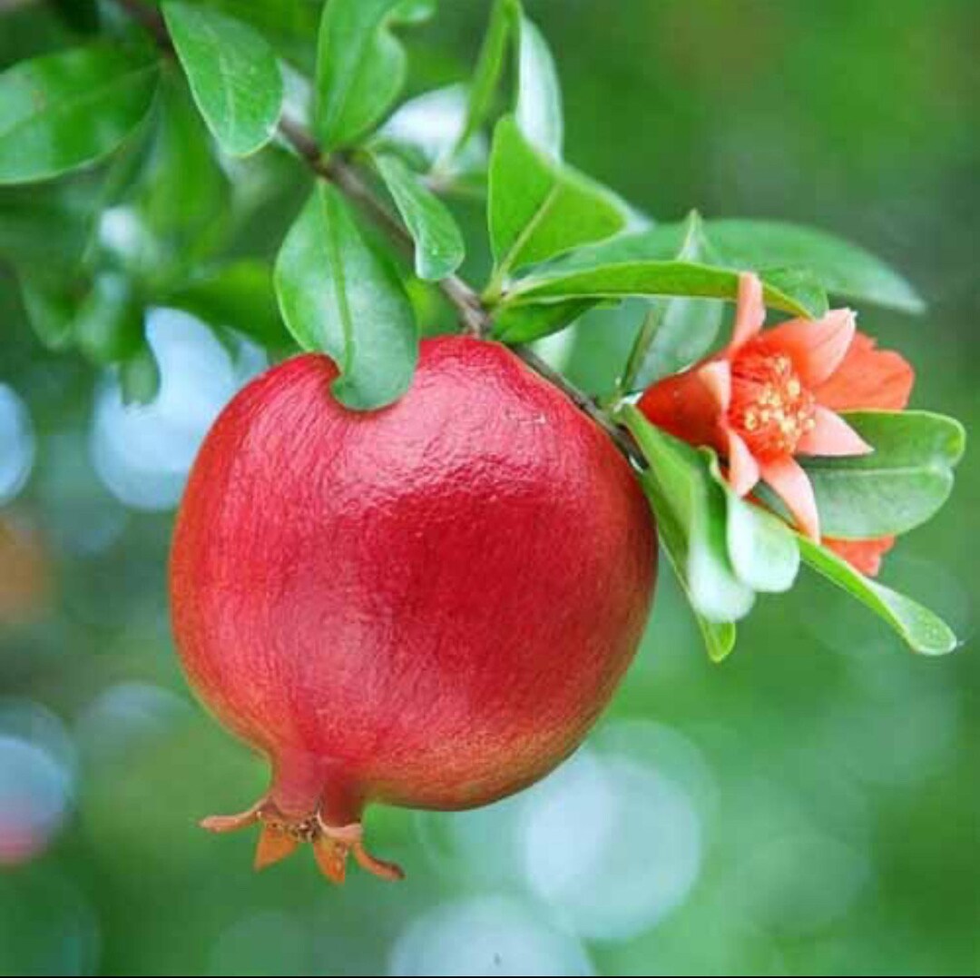 Pomegrante Tree