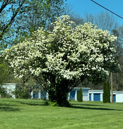 snowball bush - TN Nursry