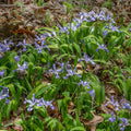 Iris Cristata