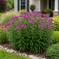A large purple flowering plant with dense clusters of small blossoms and tall green leaves, planted in a landscaped garden bed in front of a house.