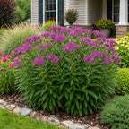 A large purple flowering plant with dense clusters of small blossoms and tall green leaves, planted in a landscaped garden bed in front of a house.