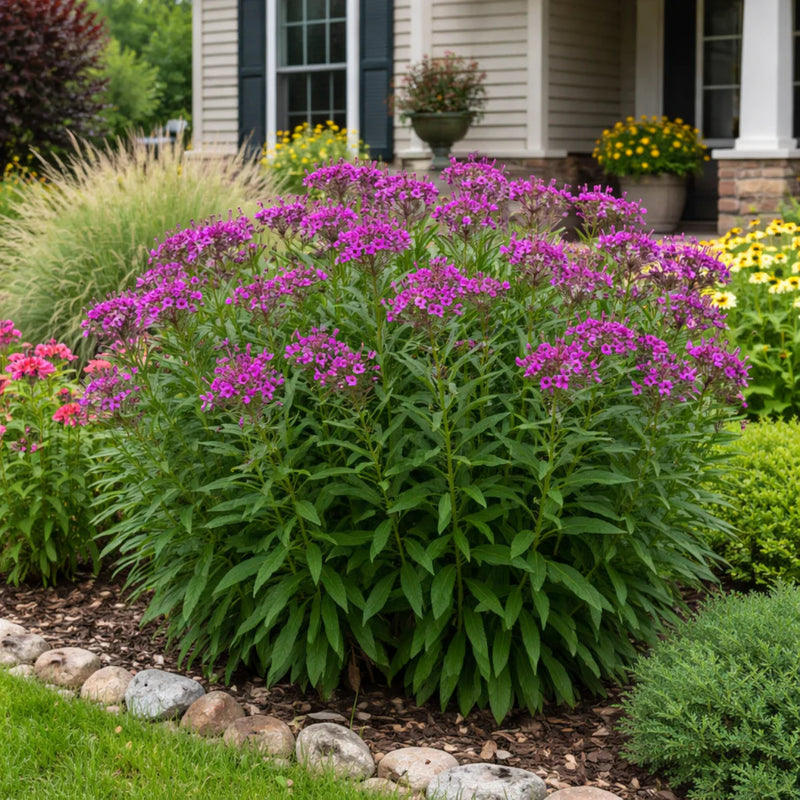 A large purple flowering plant with dense clusters of small blossoms and tall green leaves, planted in a landscaped garden bed in front of a house.