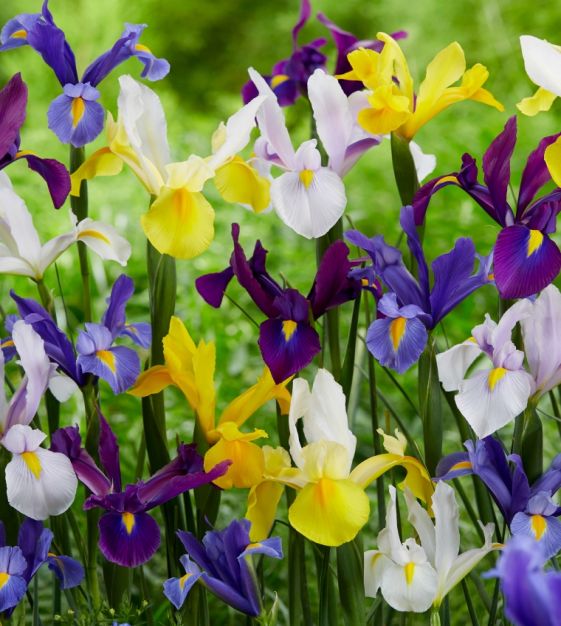 Dutch Iris Rainbow Collection