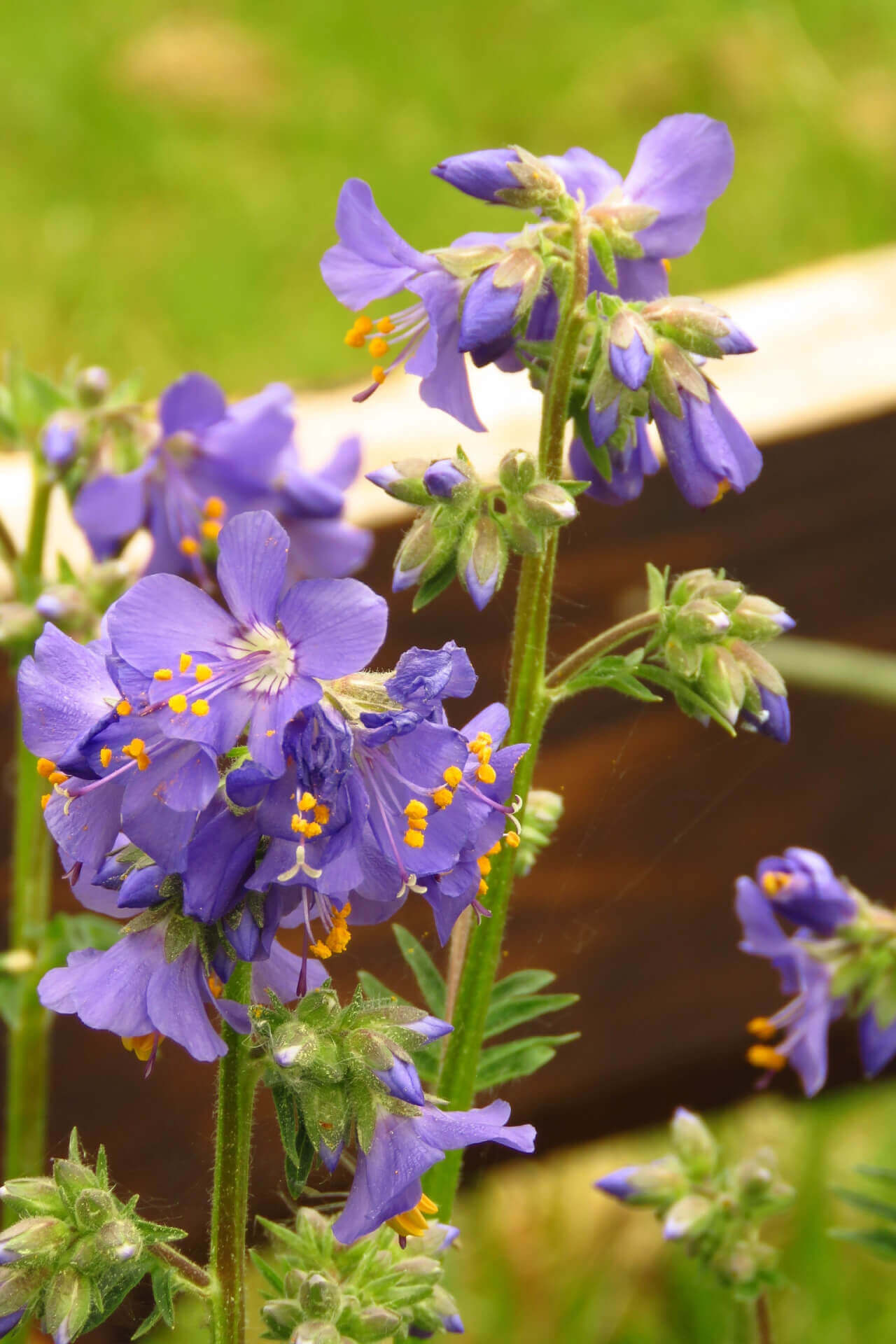 Jacobs Ladder - TN Nursery