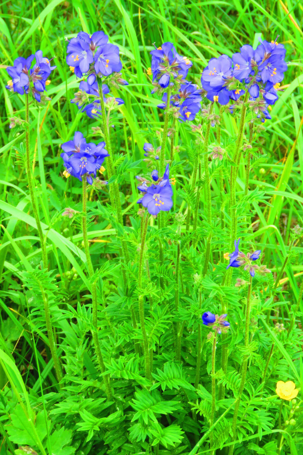 Jacobs Ladder - TN Nursery