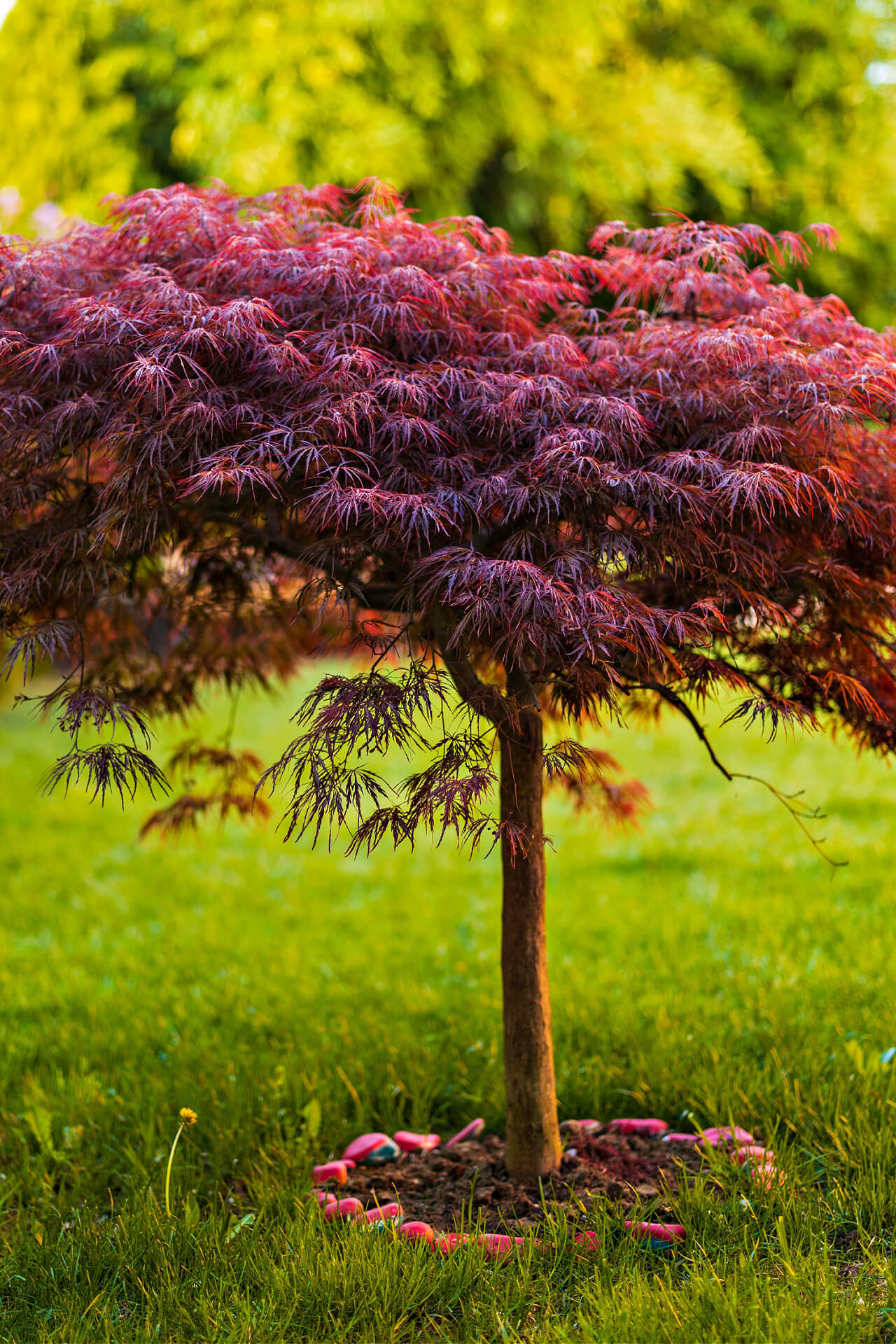 Japanese Maple - Acer Palmatum - TN Nursery