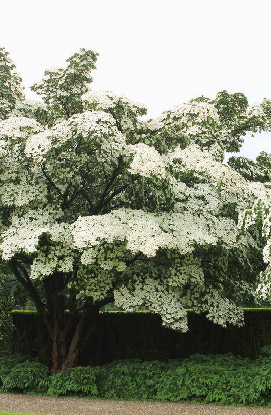 Kousa Dogwood - TN Nursery