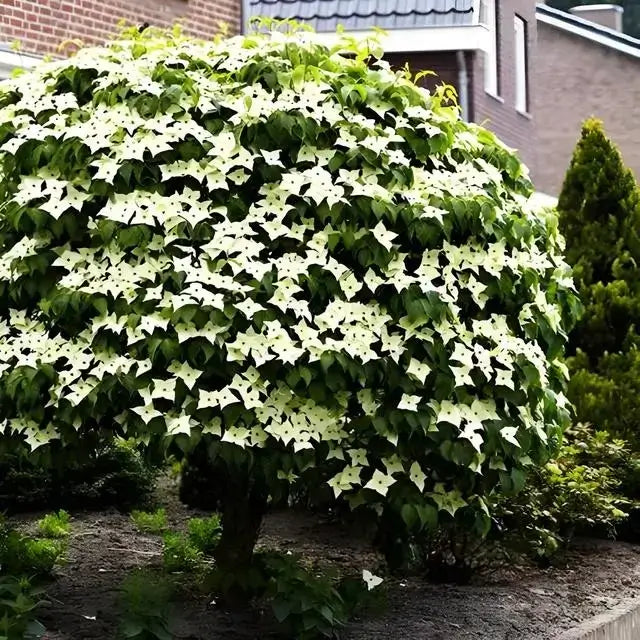 Kousa Dogwood - TN Nursery