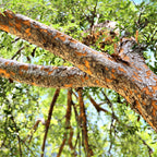 Elm Tree