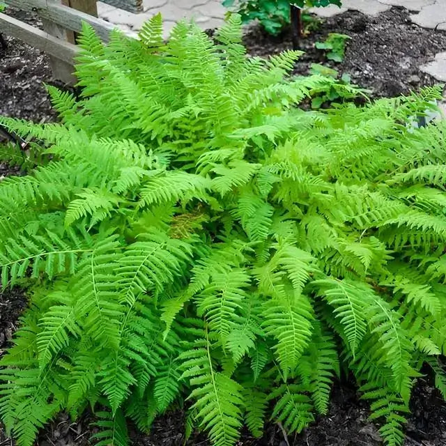 Lady Fern - TN Nursery