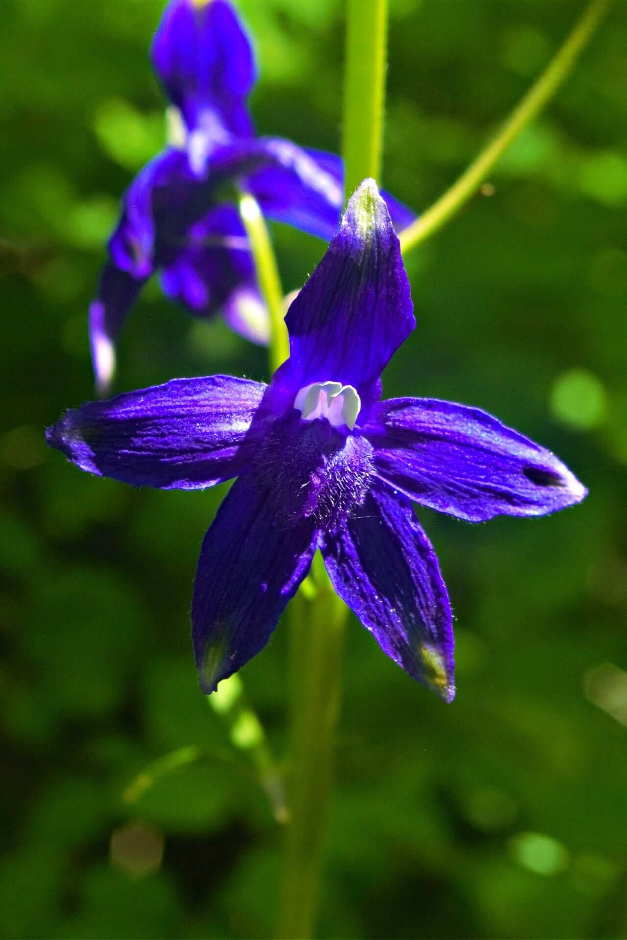 Vibrant deep purple Larkspur flower with elongated petals and white center