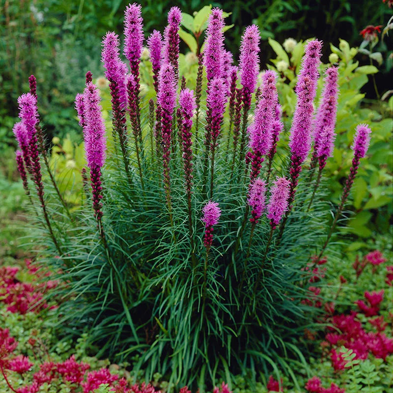 Blazing Star Plant - TN Nursery