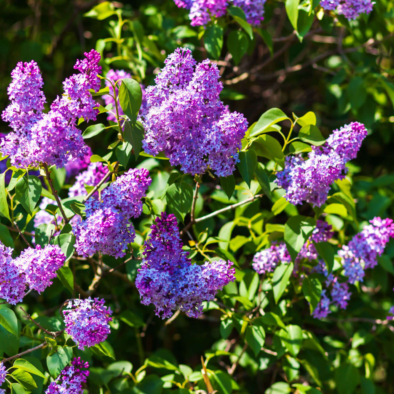 Lilac Shrub - TN Nursery